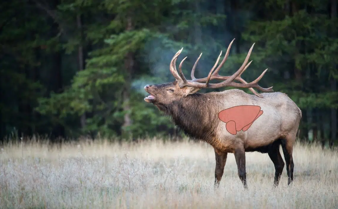 Elk Anatomy Elk Shot Placement West Canyon Ranch 630d045e8cc58 1140x706