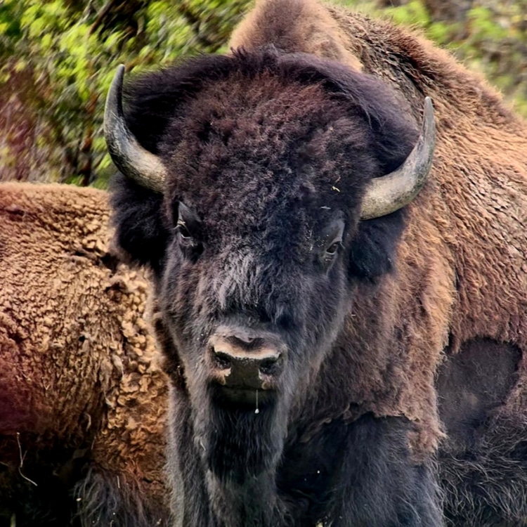 Guaranteed Bison Hunting in Utah | West Canyon Ranch