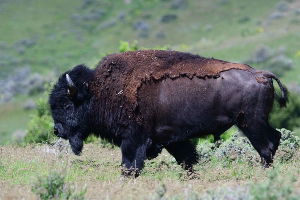 WCR_bison