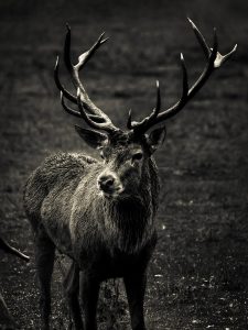 When Is Deer Hunting Season in Utah West Canyon Ranch 613f83007b60d 225x300