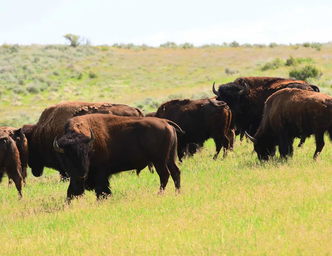 Guided Bison Hunting | West Canyon Ranch