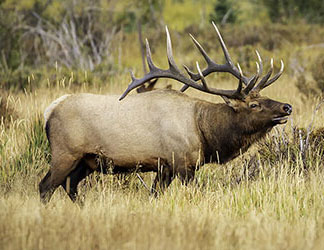 Elk hunting vs free range elk hunting in utah featured