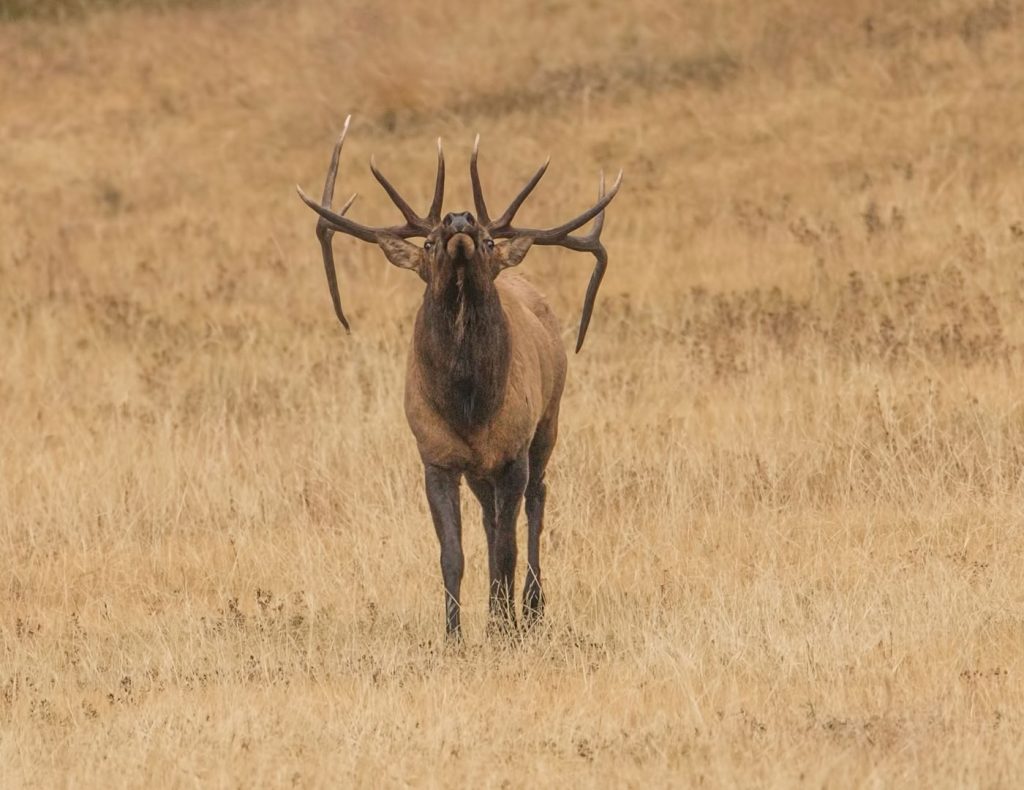 Essential elk hunting tips for any hunter featured