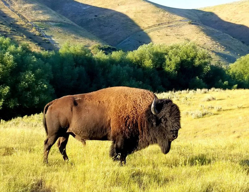 Everything to know about bison hunting featured