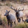 How to field dress an elk featured