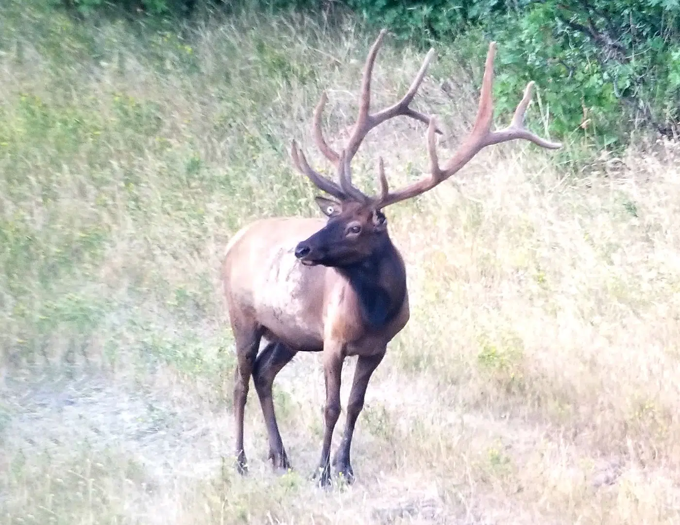 Perfect shot placement for the elk anatomy featured