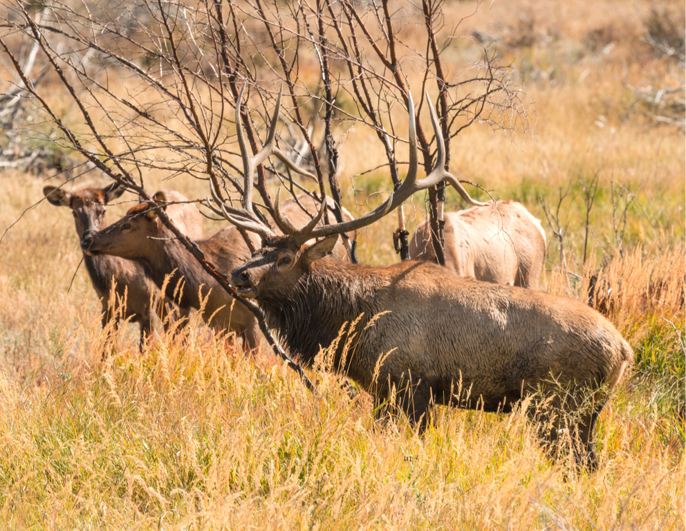 High Fence Elk Hunting | West Canyon Ranch