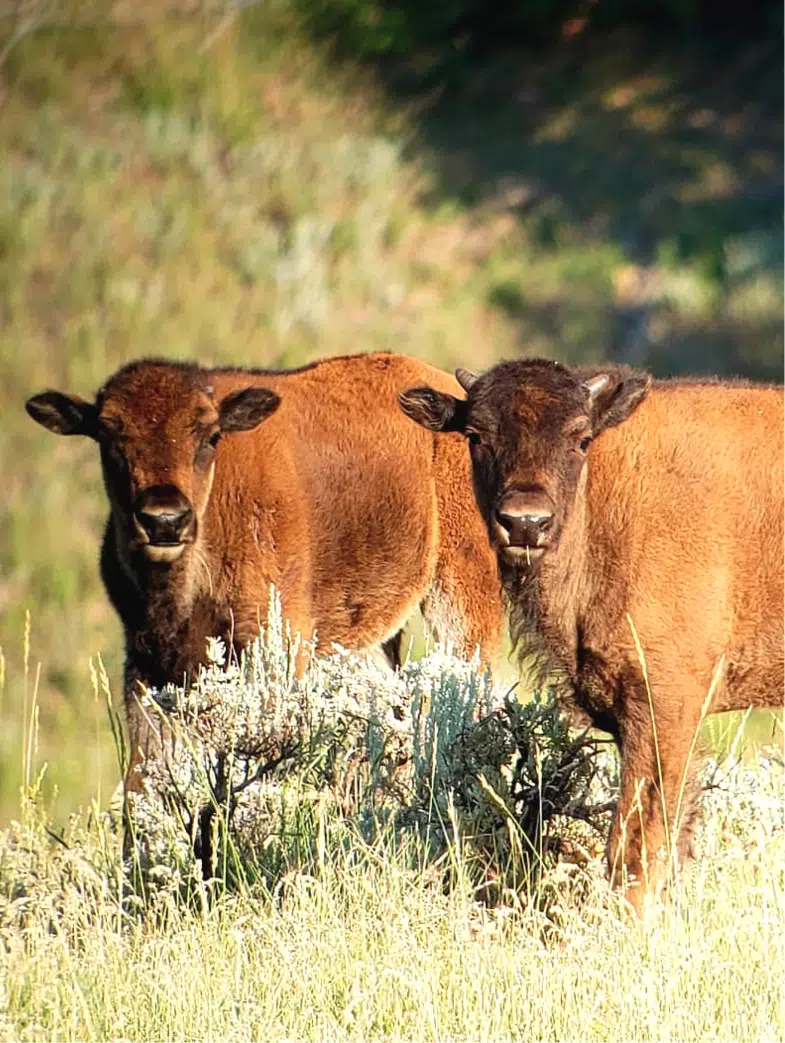 Guaranteed Hunts | West Canyon Ranch