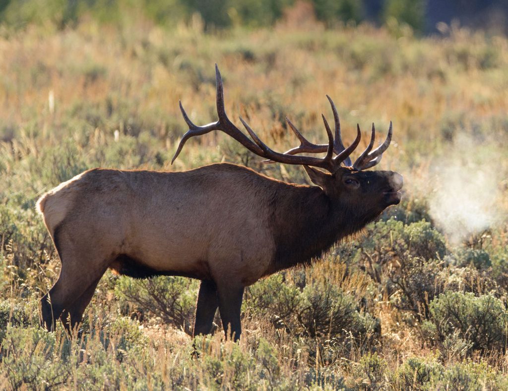 The top drop shots on bull elk featured