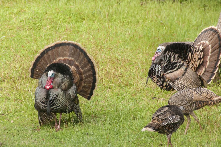 Turkey hunting tips featured