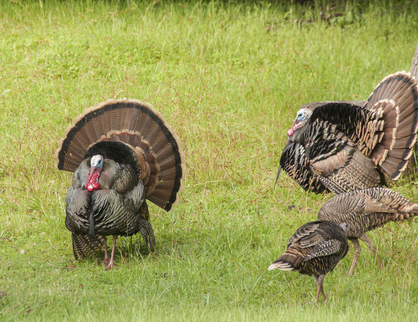 Turkey hunting tips featured