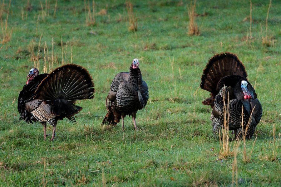 Turkey season in utah what you need to know featured