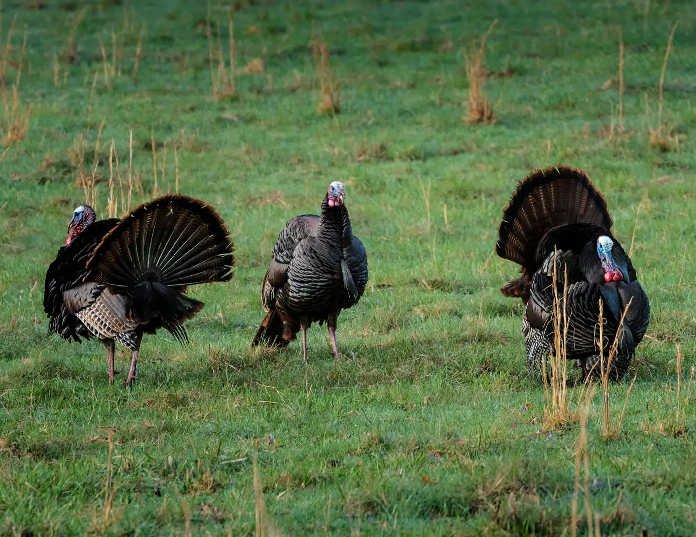 Turkey season in utah what you need to know featured