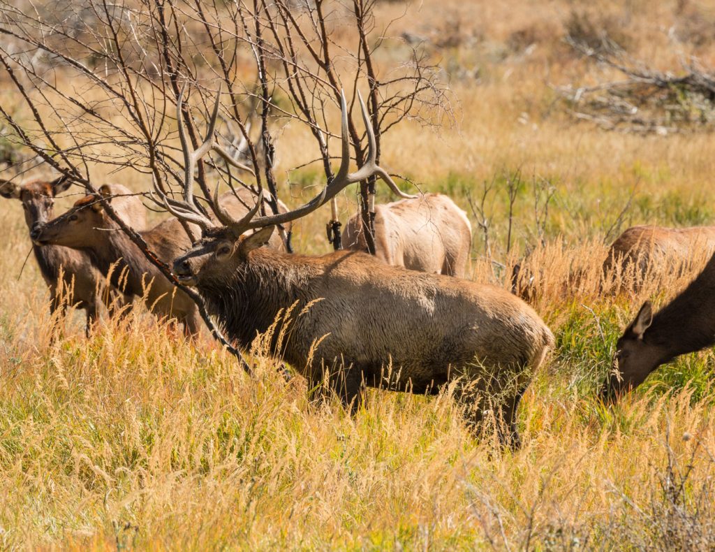 Utah guaranteed elk hunts featured
