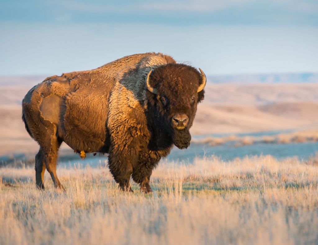 What types of bison hunts are available featured
