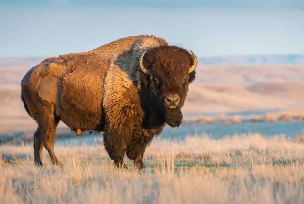 What types of bison hunts are available featured