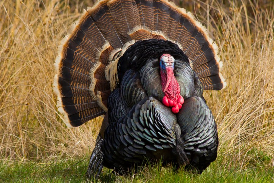 Guided Turkey Hunting | West Canyon Ranch