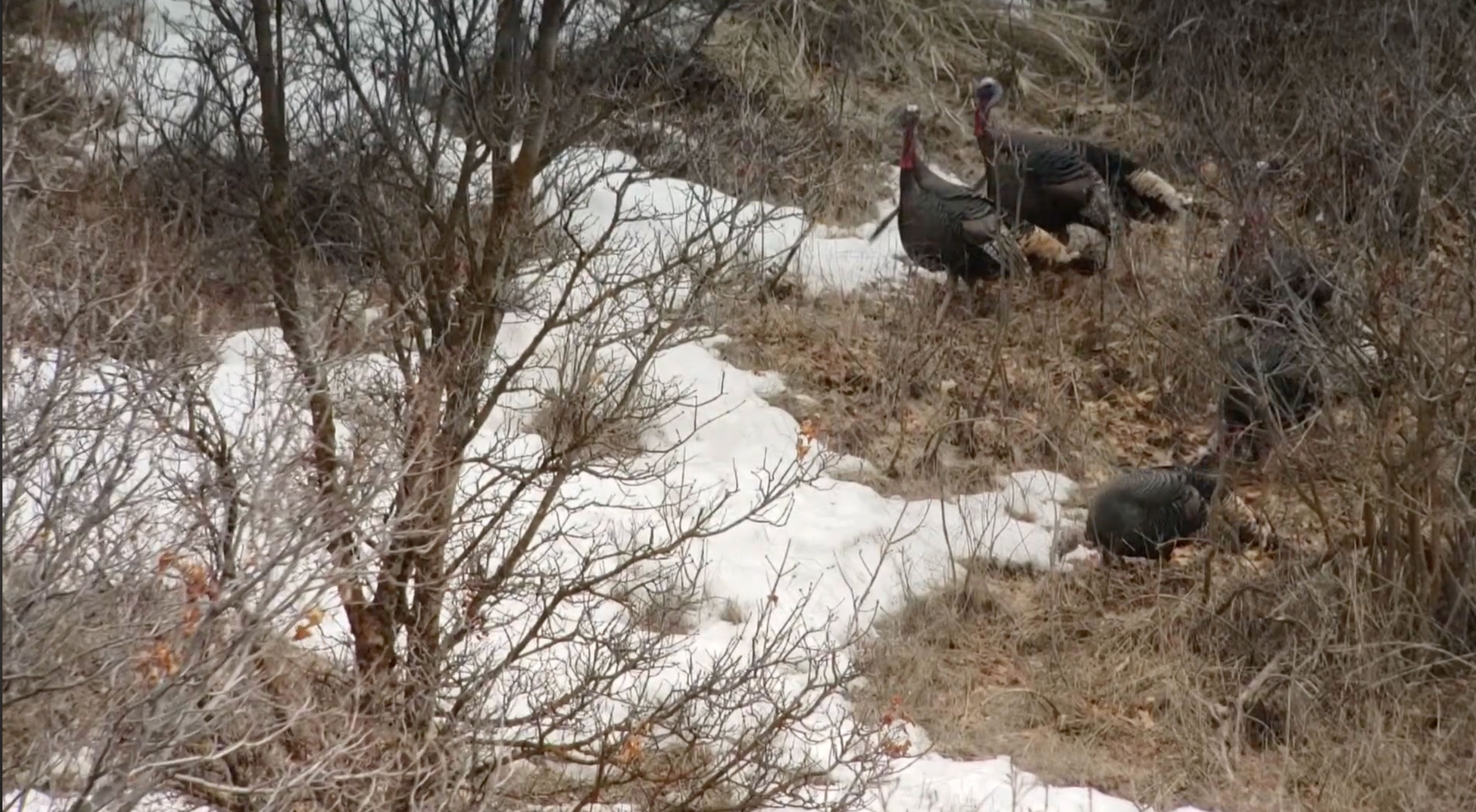 Private turkey hunting