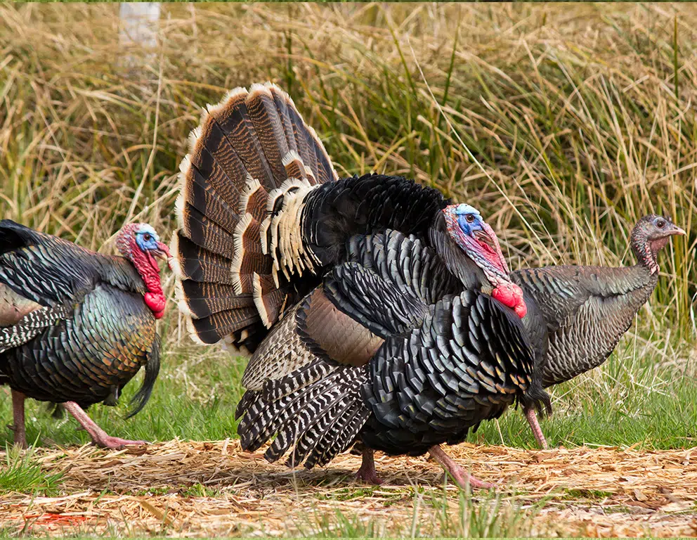 Utah Turkey Hunt | West Canyon Ranch
