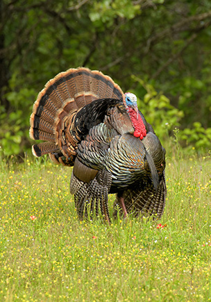 Utah Turkey Hunting | West Canyon Ranch