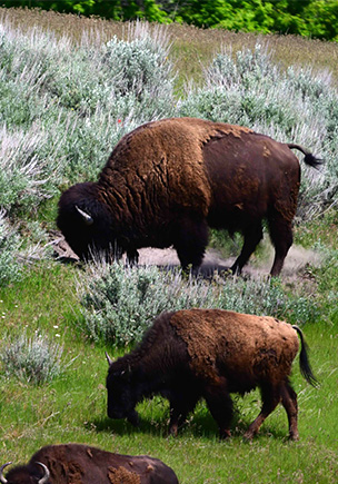 Guided Bison Hunting | West Canyon Ranch