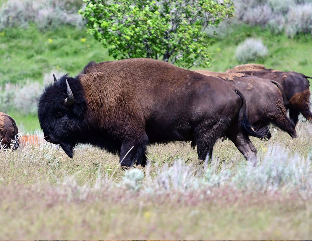 Guaranteed Bison Hunting | West Canyon Ranch