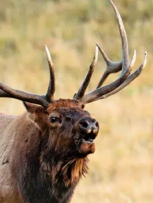 guided elk hunts | West Canyon Ranch