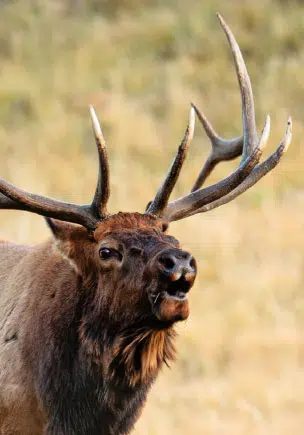 guided elk hunts | West Canyon Ranch