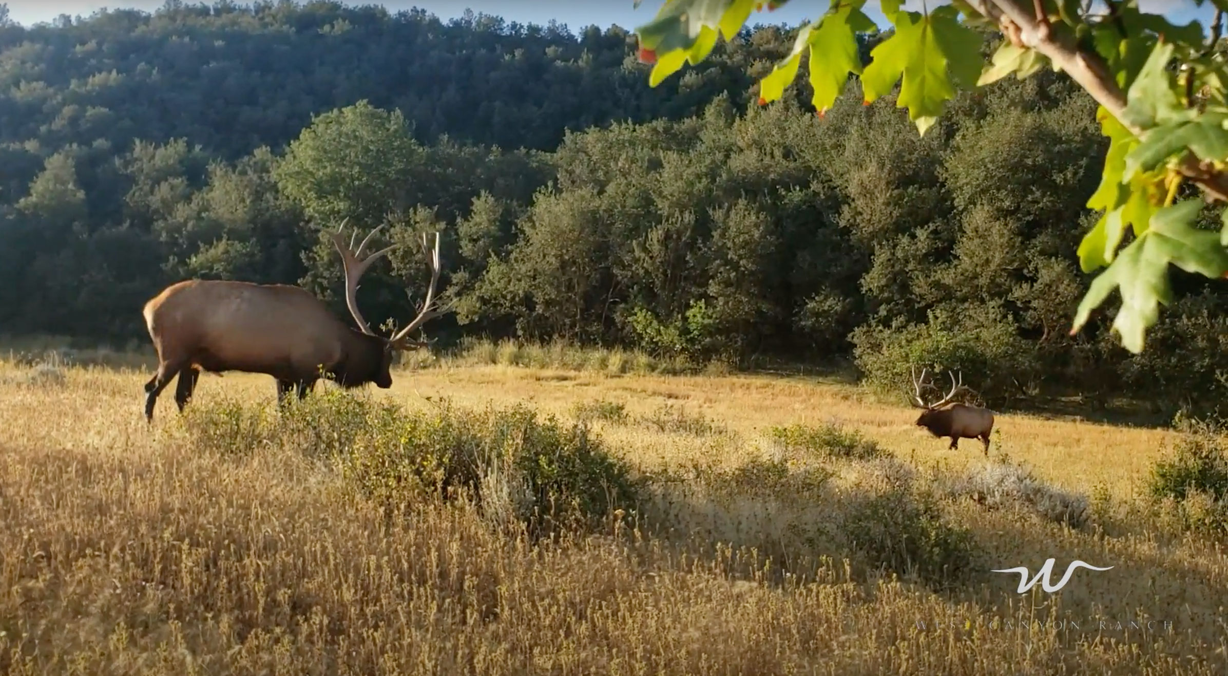 Guaranteed elk hunting