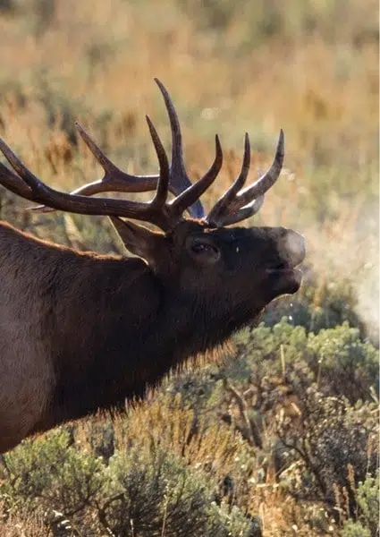 A close-up of an elk from West Canyon Ranch | Guaranteed Elk Hunting in Utah
