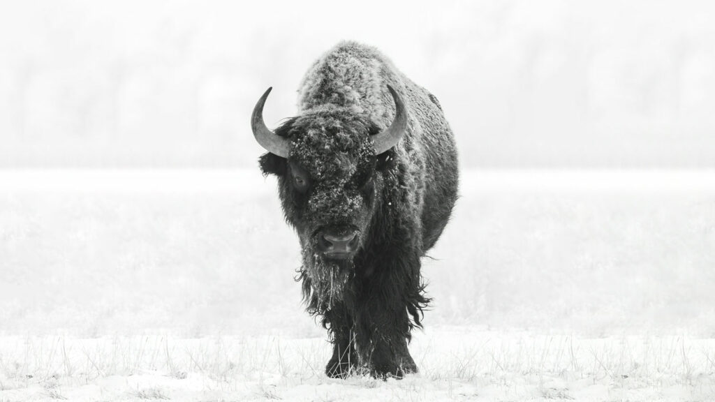 Hunting Bison | West Canyon Ranch