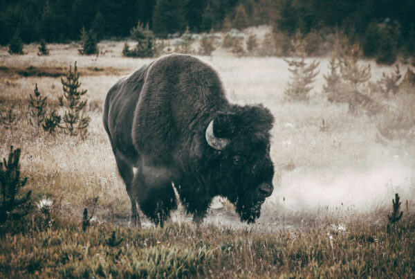 Challenges of Bison Hunting | West Canyon Ranch
