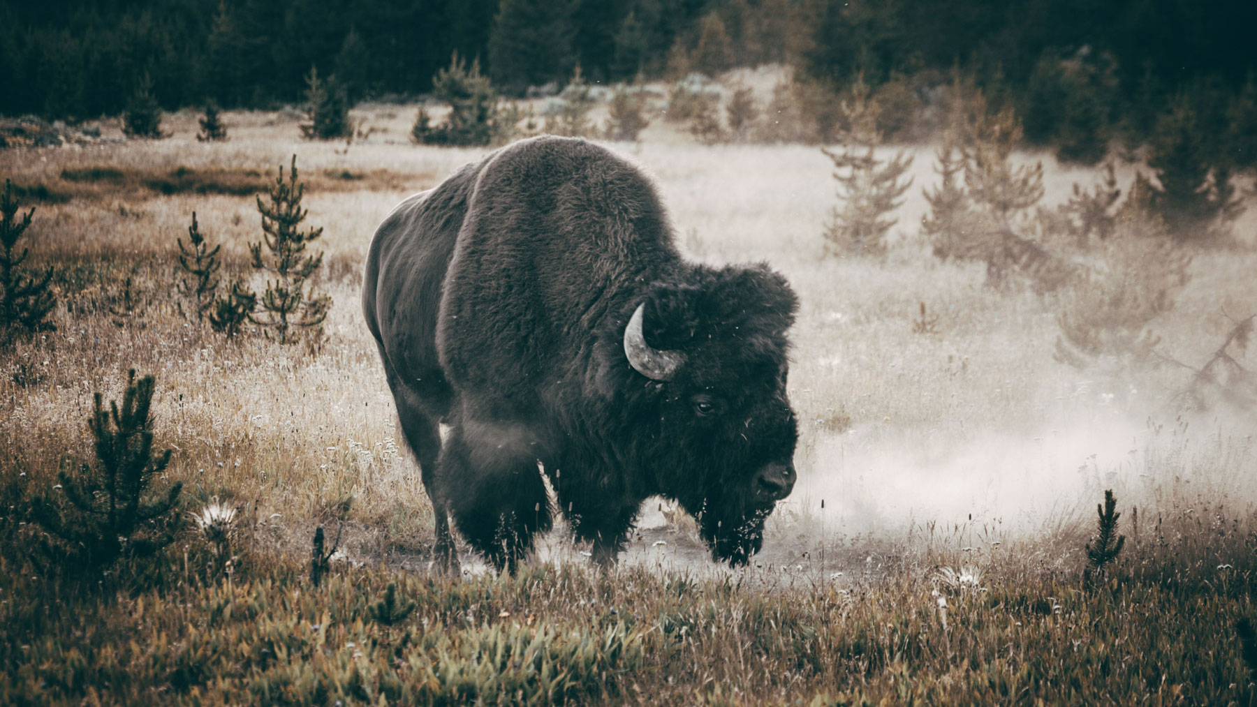 Challenges of Bison Hunting | West Canyon Ranch
