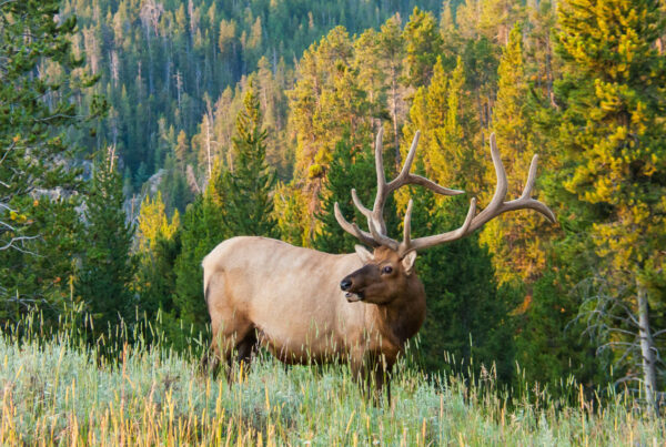 Large bull elk spotted at West Canyon Ranch in the fall