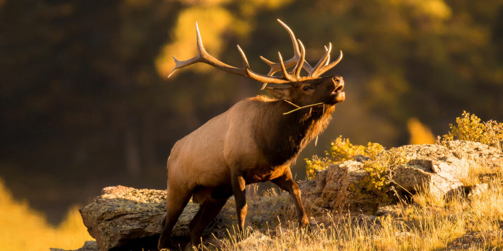 Large bull elk bugling on rocky mountainside at West Canyon Ranch in Utah