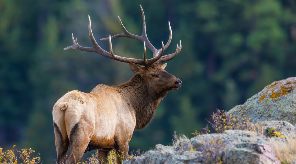 Cost of elk hunting - West Canyon Ranch