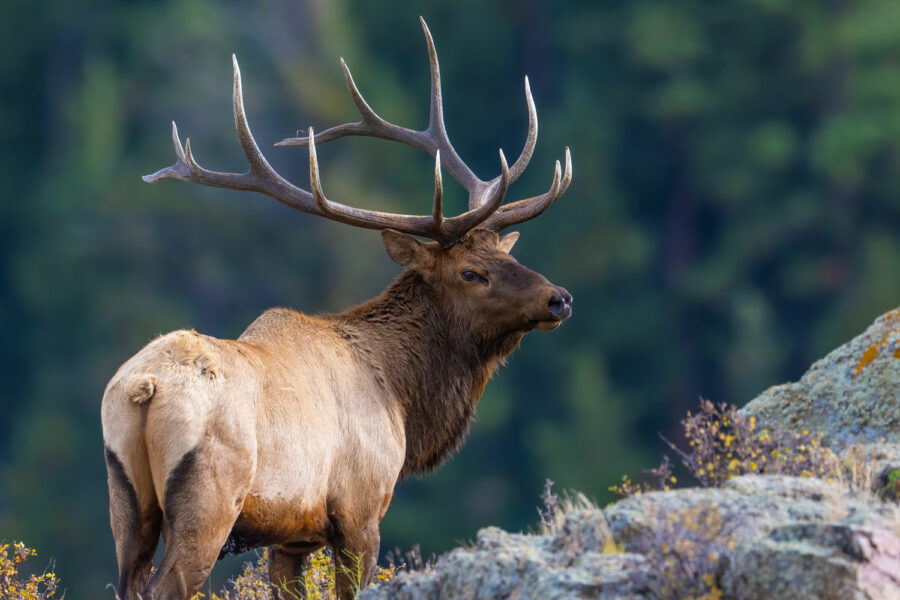 Cost of elk hunting - West Canyon Ranch