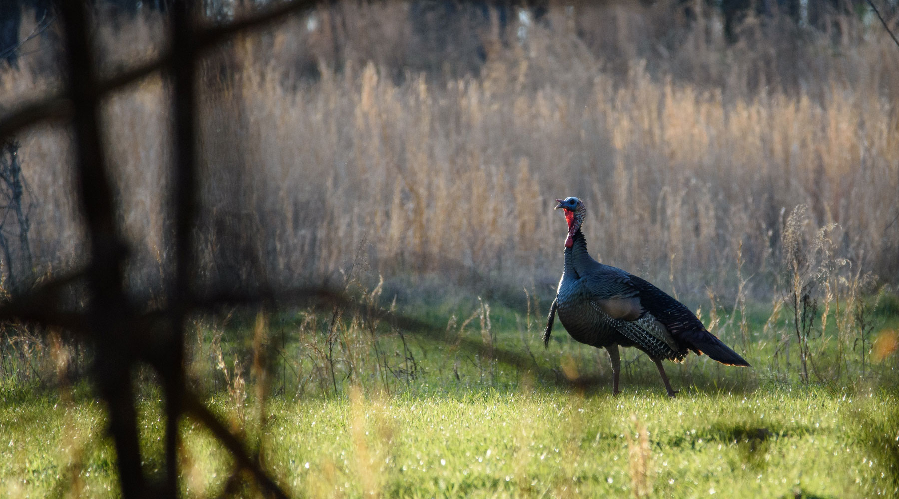 Turkey Hunting in Utah | West Canyon Ranch