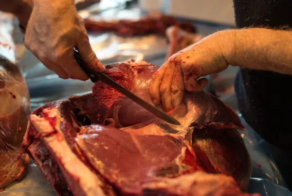 Hunter cutting and trimming fresh elk meat during the field dressing process to prepare for storage and preservation after a successful elk hunt.